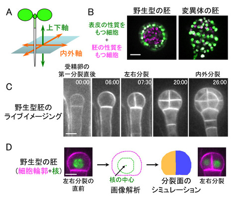 植物の「内と外」を決める仕組みについての論文が公開されました