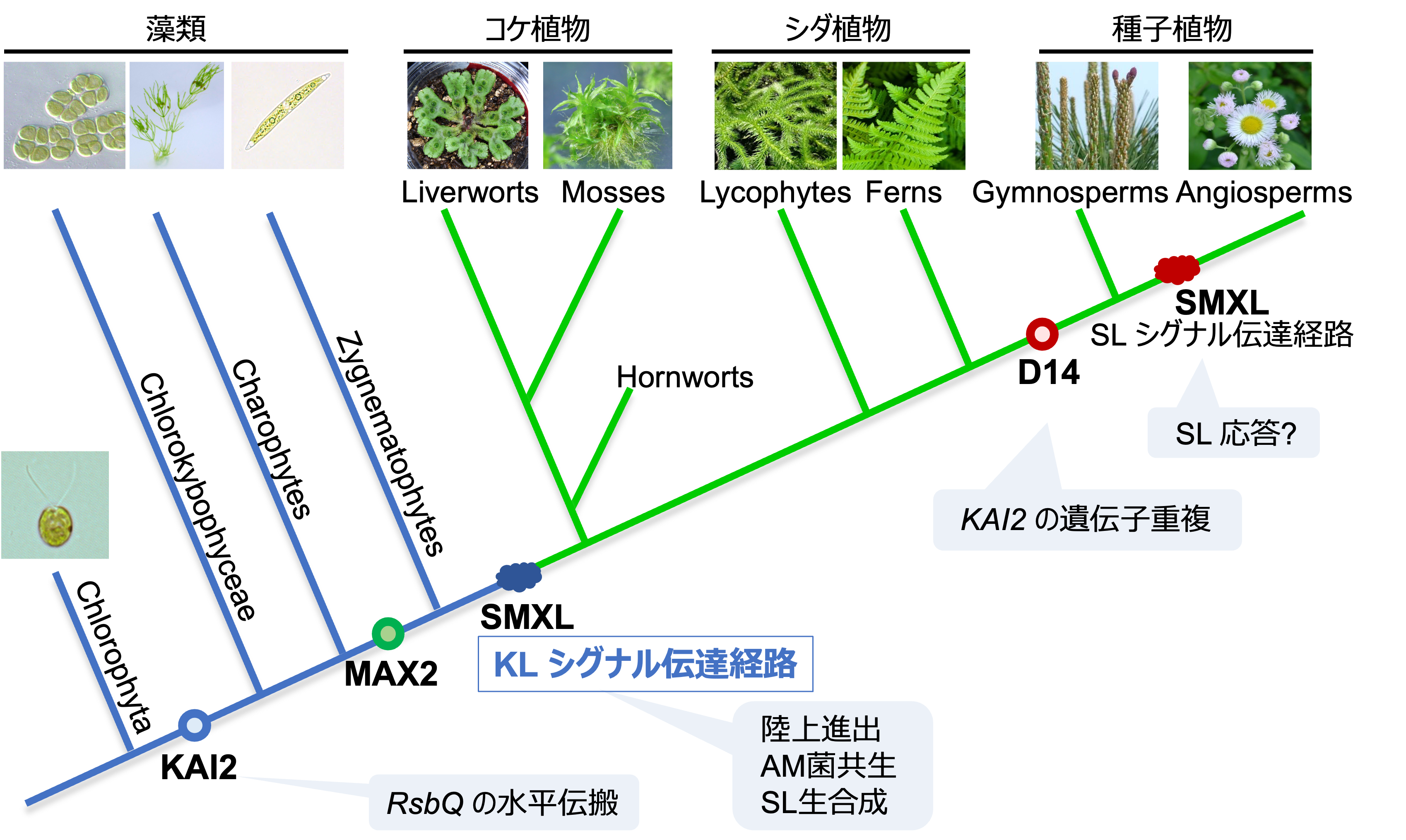 ヒメツリガネゴケ