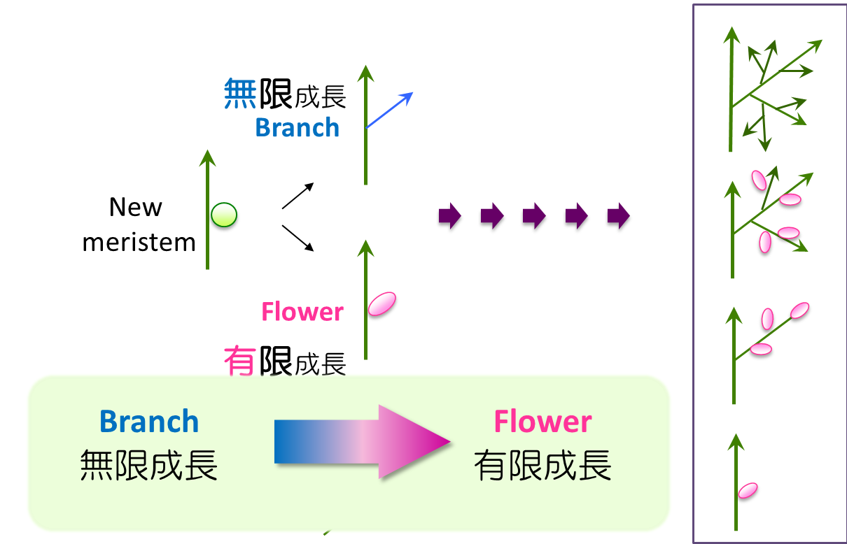 研究概要 東北大学生命科学研究科 生態発生適応科学専攻 植物発生分野 経塚グループ