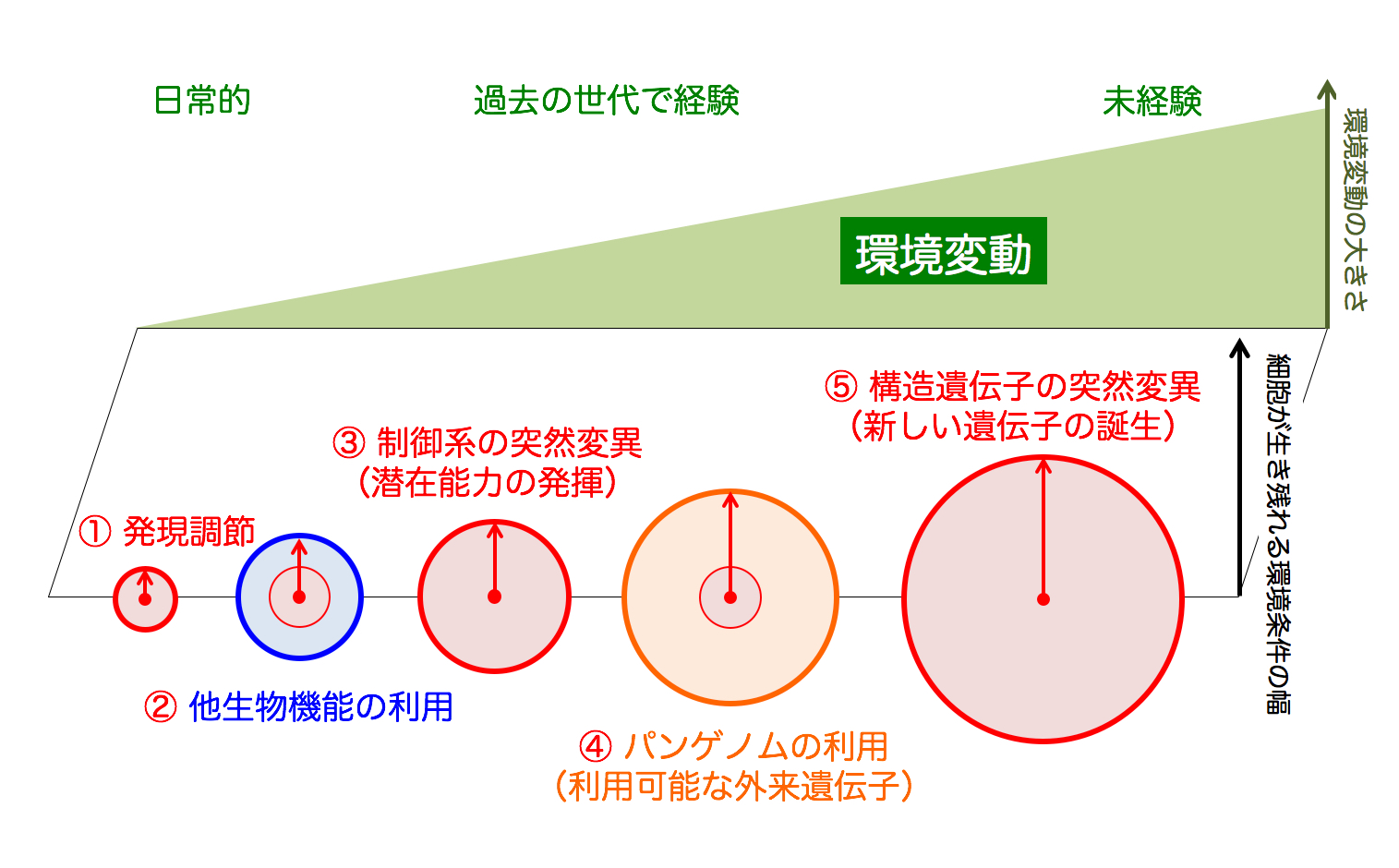 適応進化モデル