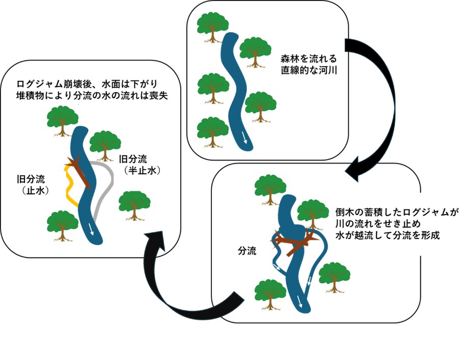 倒木が複雑な川の水の流れと多様な水生生物の生息場を支える 渓畔林と川の生物のふか～い関係