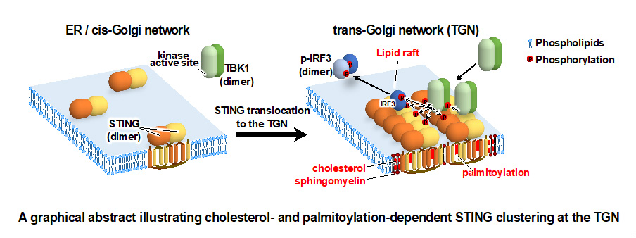 Team explores role of STING – stimulator of interferon genes – in body ...
