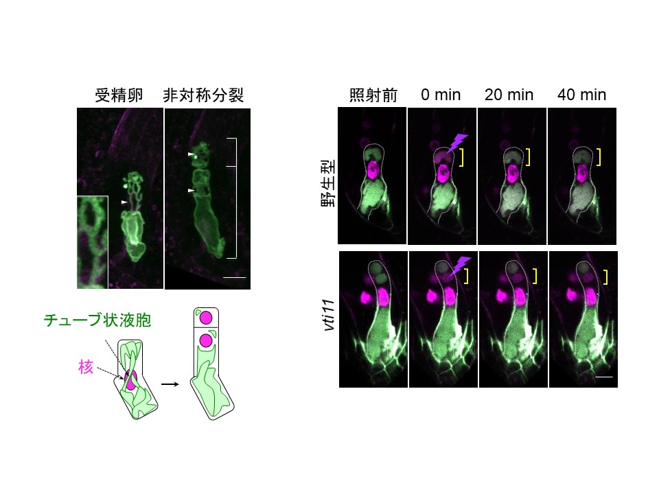液胞発達: 液胞 老廃物 , 3 5 植物細胞の動態解析 – NQZJBQ