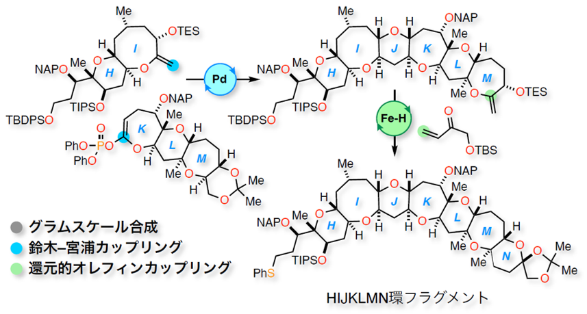 自然毒食中毒の毒性分(カリブ海型シガトキシン) 右半分構造の化学合成を効率化 〜世界最大規模のカリブ海型シガテラ中毒の撲滅を目指して ...