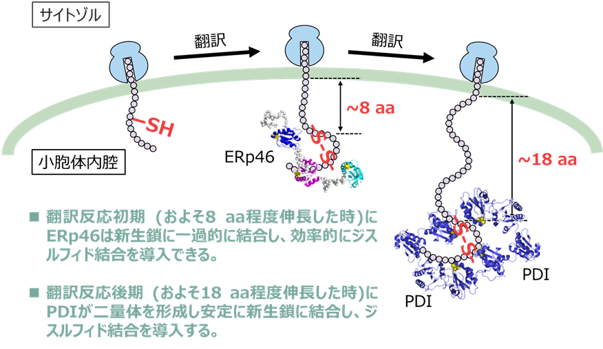 無細胞タンパク質合成系