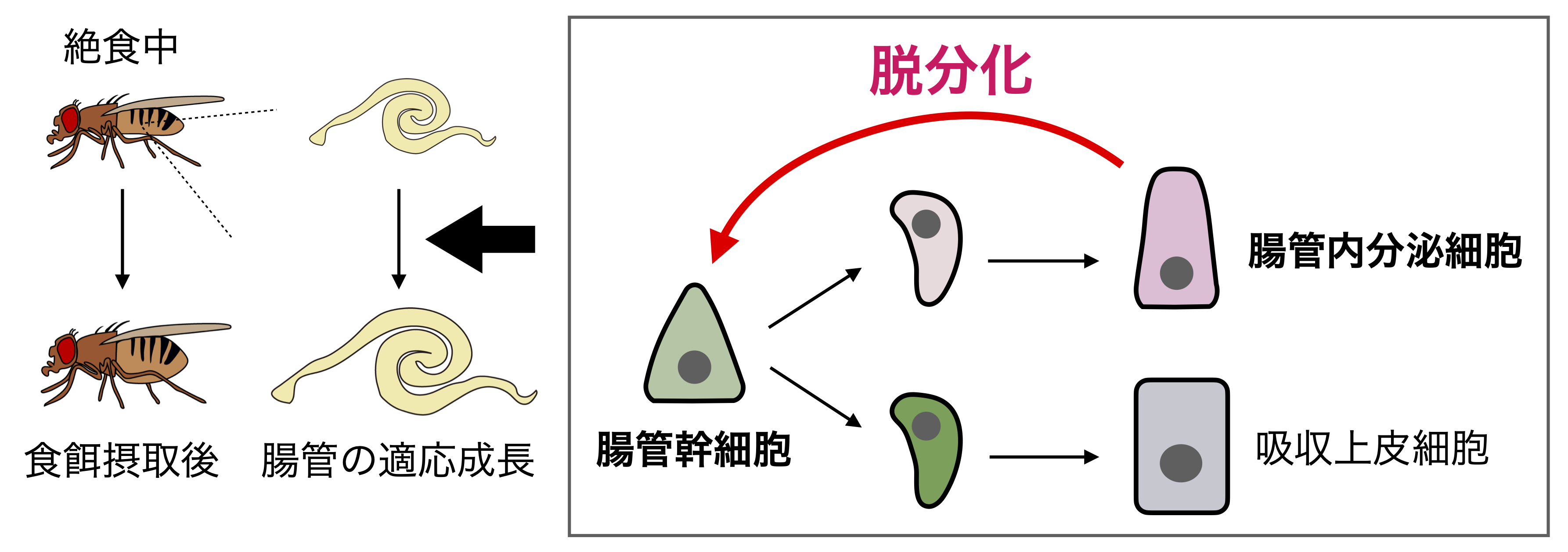 栄養環境に応答した脱分化現象の同定 ―絶食後の再摂食は腸管内分泌細胞を幹細胞へとリプログラミングする―｜東北大学 大学院 生命科学研究科