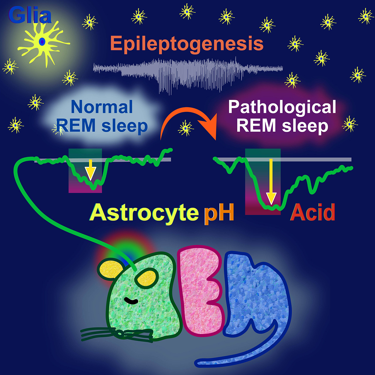 Acid glia in REM sleep Stronger Acid Response in Epileptic Mice｜東北大学