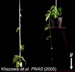 つる植物が支柱をよじ登るために必要な遺伝子の発見 米科学アカデミー紀要 12月9日号 東北大学 大学院 生命科学研究科